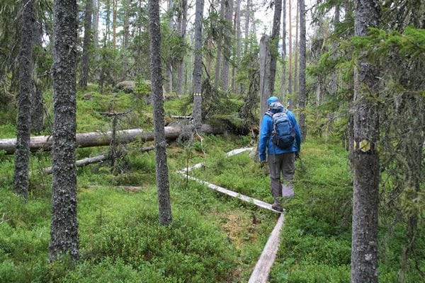 Hamra_Hälsingland