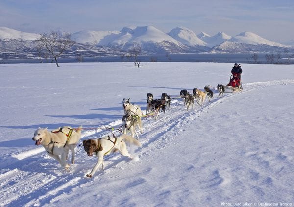Dog Sledding