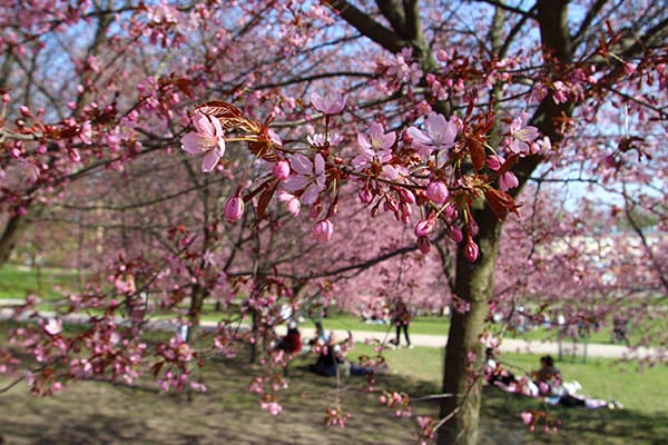 Finse lente